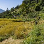 2024-10 - Népal - J04 - De Tolka à Ghandruk - 095